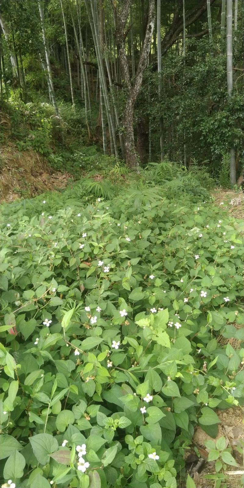 鱼腥草。。野生野生