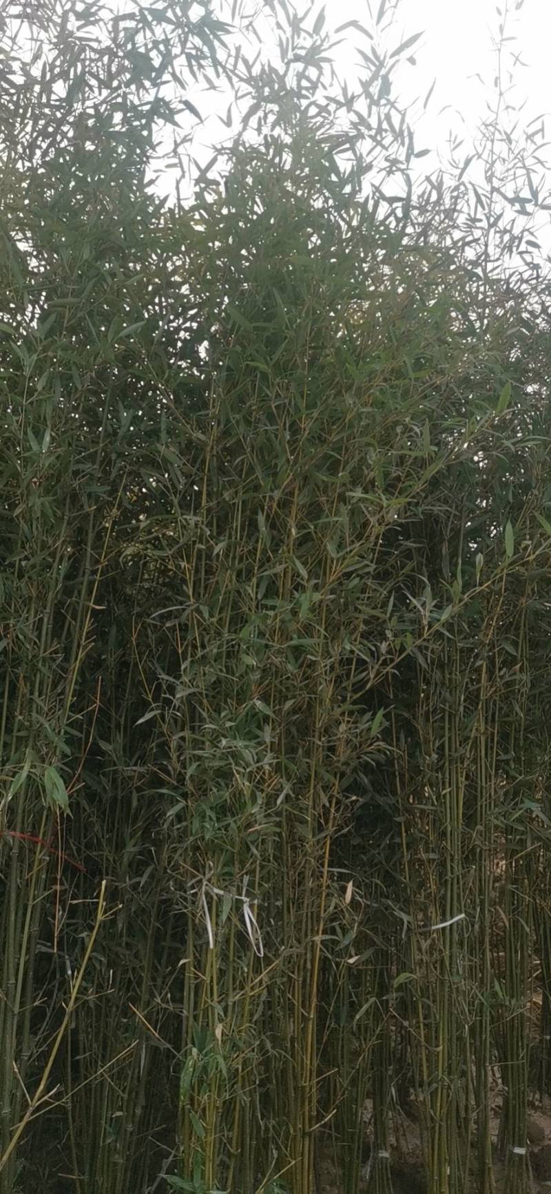 装盆竹子，假肢竹子成活率高