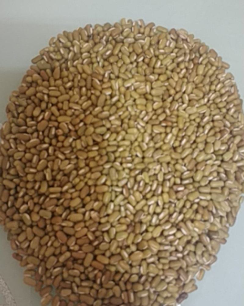 竹豆，批量销售量大从优。欢迎下单可做月饼馅儿
