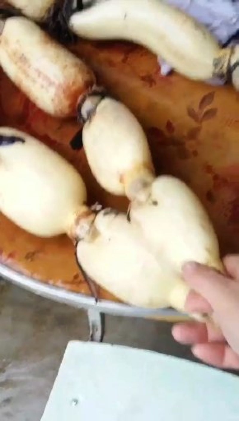 精品大白莲藕6号，藕大，货好，每天可供货一万斤