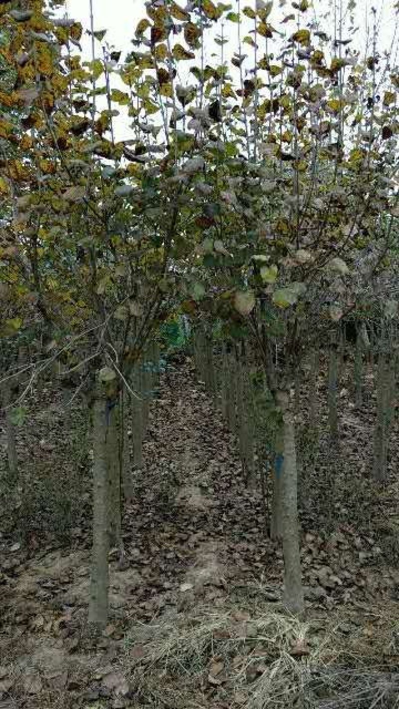基地出售丁香花，丛生丁香树，丁香树，紫花丁香树