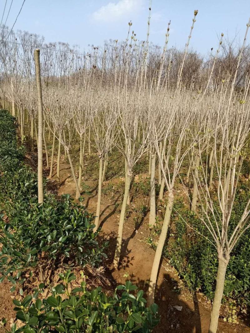 基地出售丁香花，丛生丁香树，丁香树，紫花丁香树