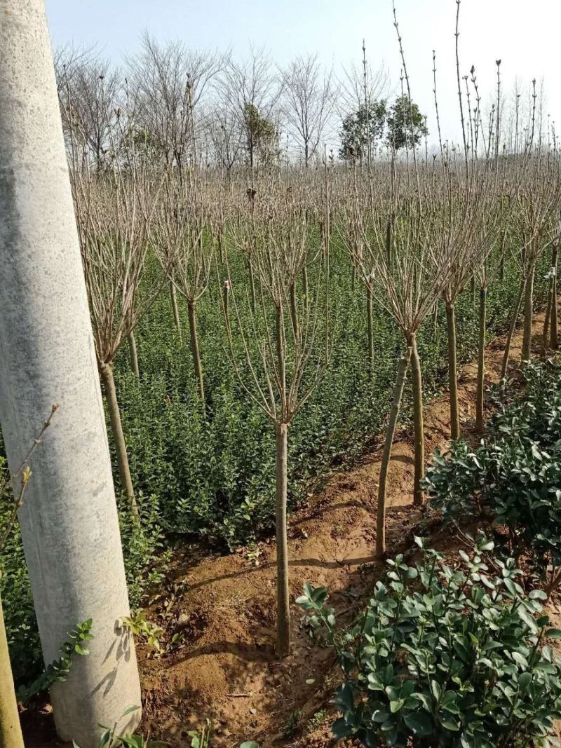 基地出售丁香花，丛生丁香树，丁香树，紫花丁香树