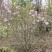 基地出售丁香花，丛生丁香树，丁香树，紫花丁香树