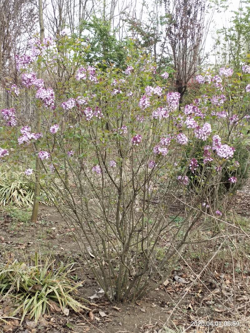 基地出售丁香花，丛生丁香树，丁香树，紫花丁香树