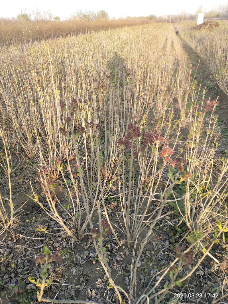 基地出售丁香花，丛生丁香树，丁香树，紫花丁香树