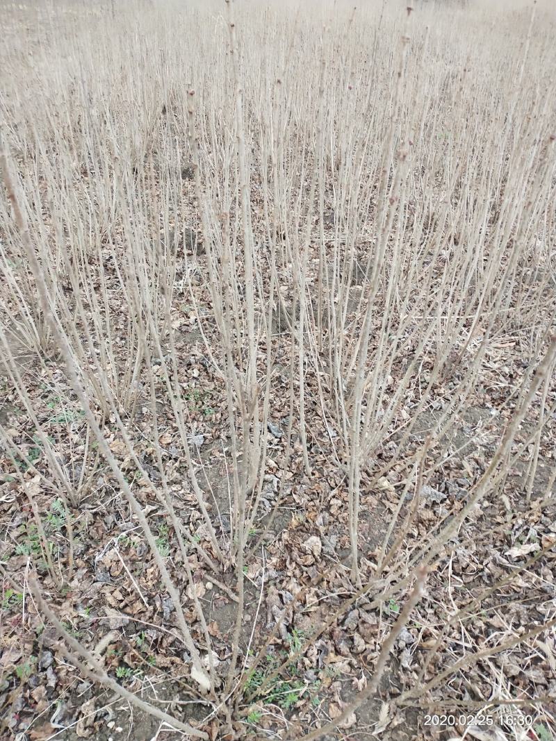 基地出售丁香花，丛生丁香树，丁香树，紫花丁香树