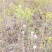 基地出售丁香花，丛生丁香树，丁香树，紫花丁香树
