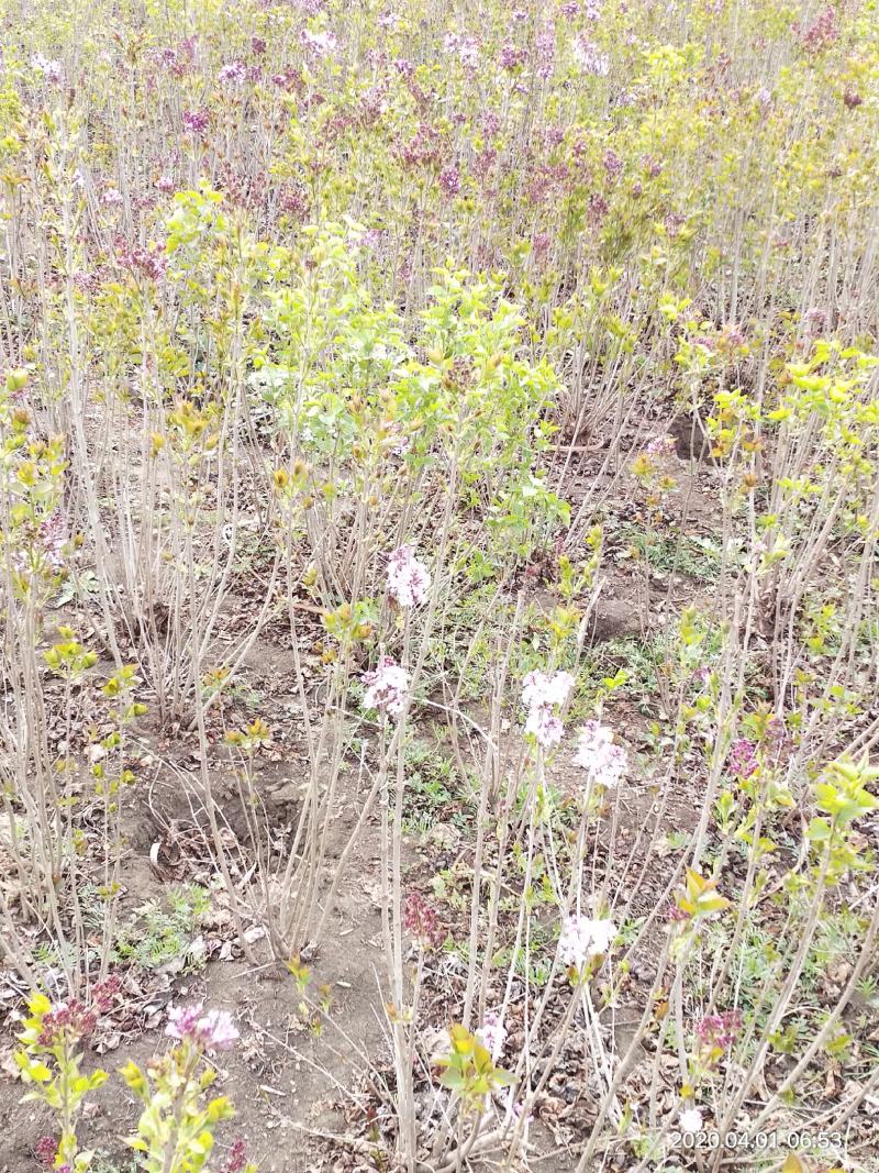 基地出售丁香花，丛生丁香树，丁香树，紫花丁香树