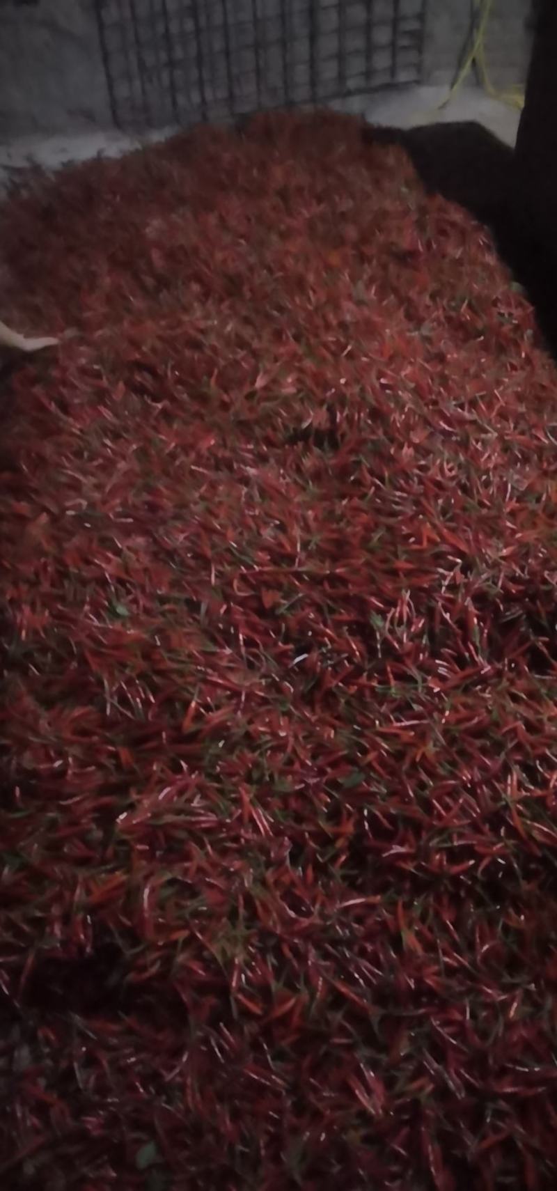 精品红小米辣上市了欢迎采购