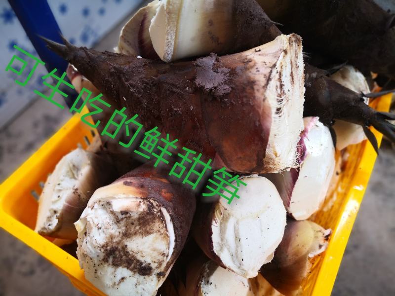 甜笋曼歇甜龙笋（果笋个头大、笋肉多，含糖量高