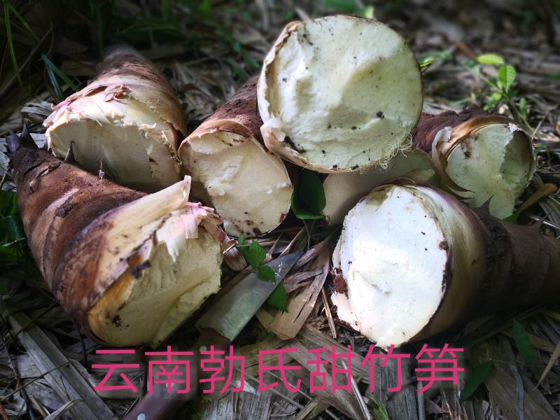 甜笋曼歇甜龙笋（果笋个头大、笋肉多，含糖量高