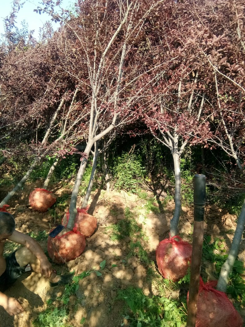 苗木种苗，紫叶李苗，树形优美，成活率高