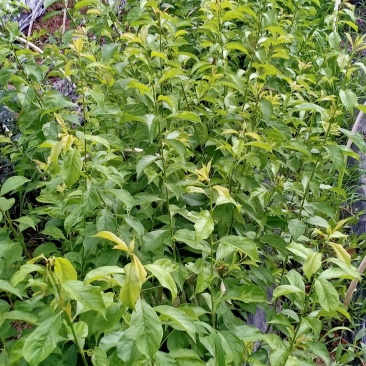 花清郎苗木基地脆红李树苗