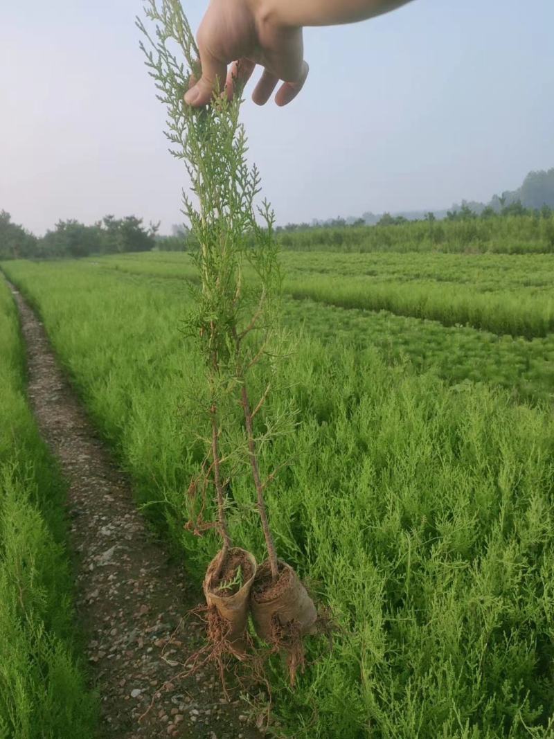 侧柏侧柏苗扁柏苗嫁接用绿化用嫁接龙柏苗用