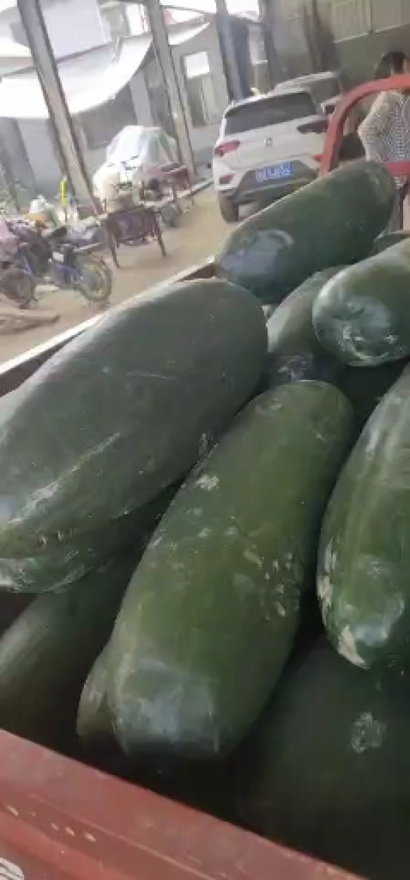 山東滕州黑皮冬瓜大量上市！加工厂！商超！