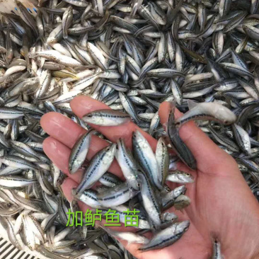 淡水鱼苗，加鲈鱼苗，成品鱼技术指导养殖场直发欢迎咨询