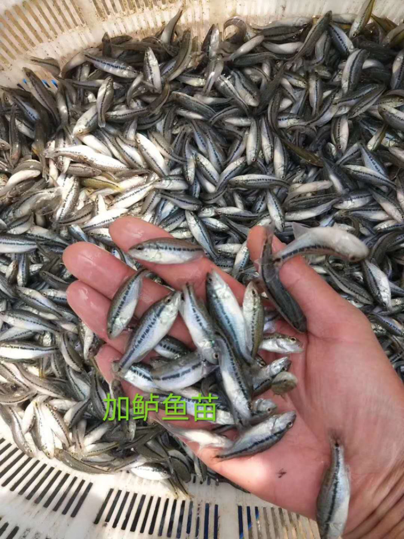 淡水鱼苗，加鲈鱼苗，成品鱼技术指导养殖场直发欢迎咨询