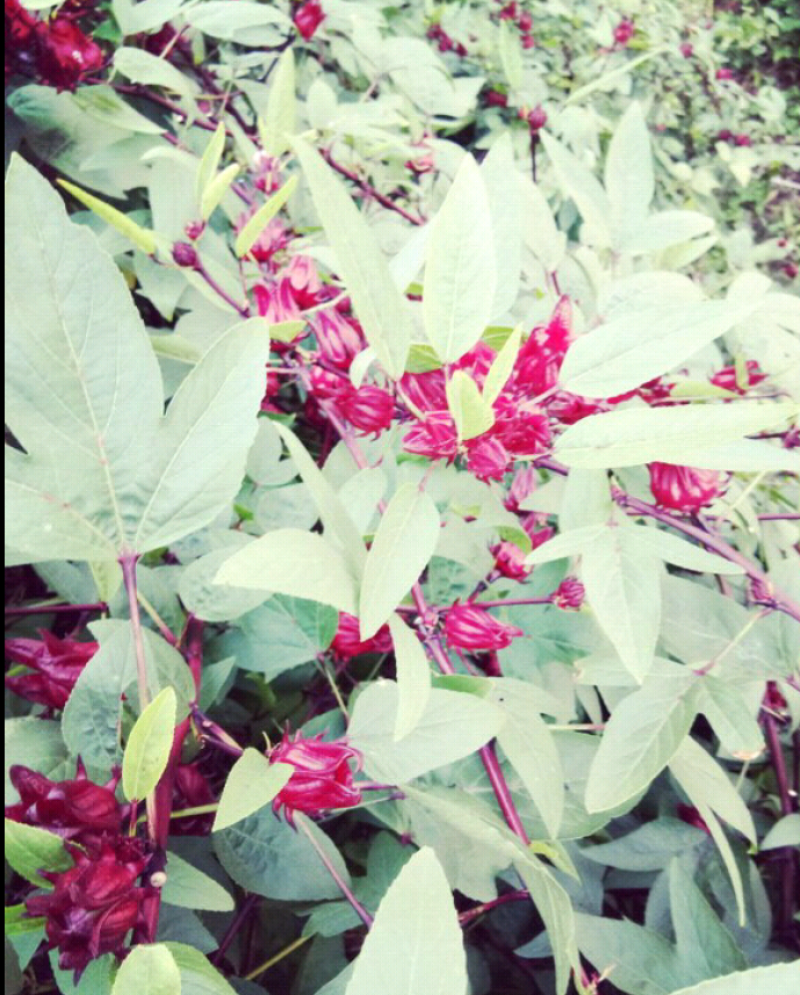 玫瑰茄洛神花干花泡水泡酒