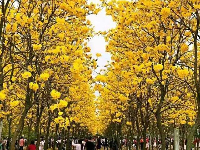 多花黄花风铃，营养小杯苗，路边公园旅游景区之一树苗