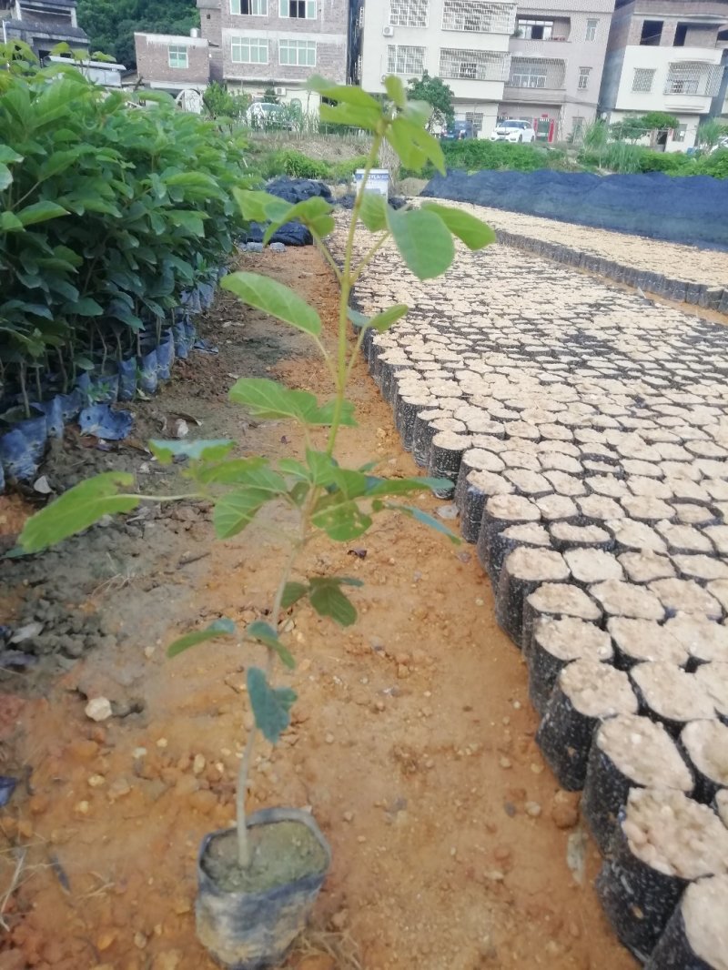 多花黄花风铃，营养小杯苗，路边公园旅游景区之一树苗
