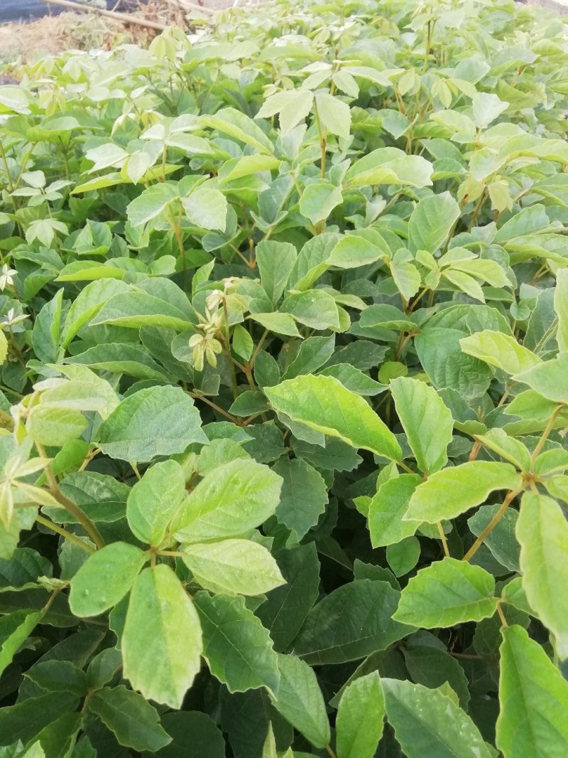 多花黄花风铃，营养小杯苗，路边公园旅游景区之一树苗