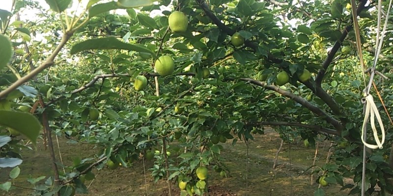 批发自己种植早酥梨欢迎客户前来洽谈