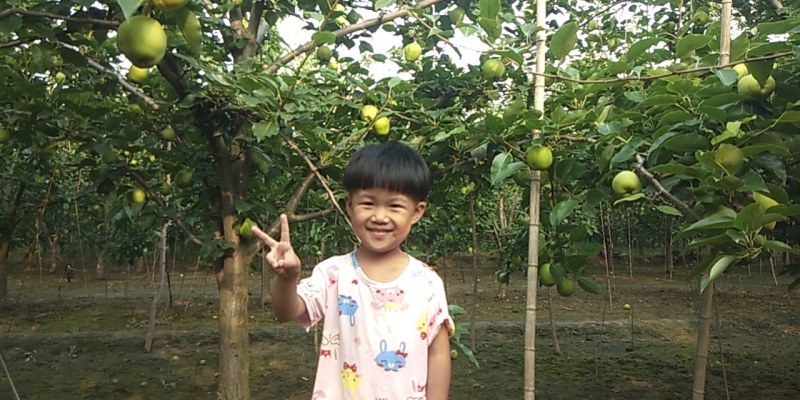 批发自己种植早酥梨欢迎客户前来洽谈