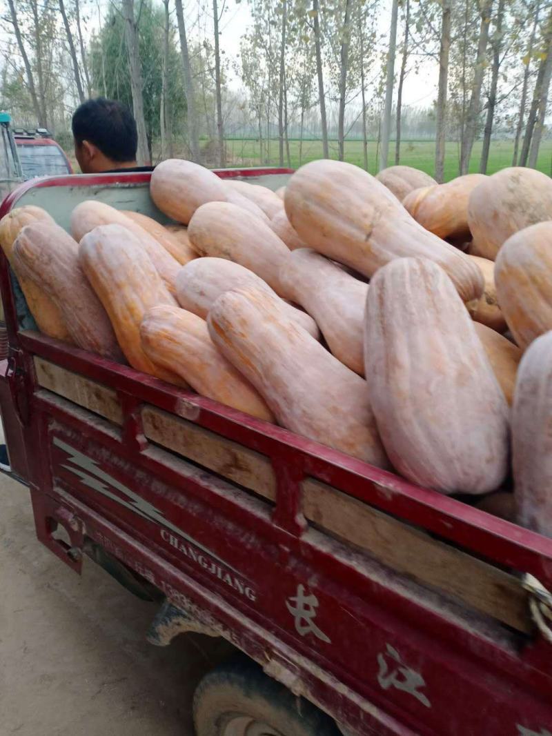 《实力商家》密本南瓜，河南南瓜，开封蜜本南瓜，大吨位供应