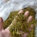 安徽高山优质黄金茶叶自产自销