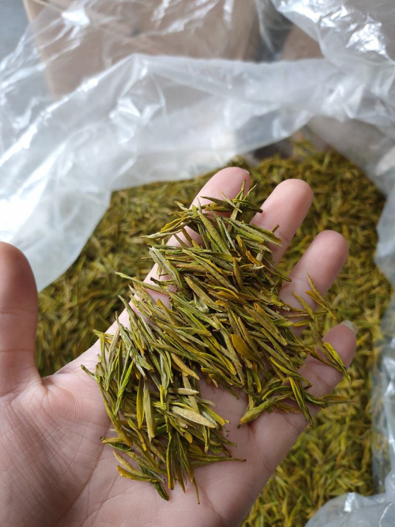 安徽高山优质黄金茶叶自产自销