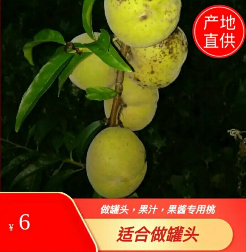 编号001青桃.毛桃，基地供应链！{深州专属}
