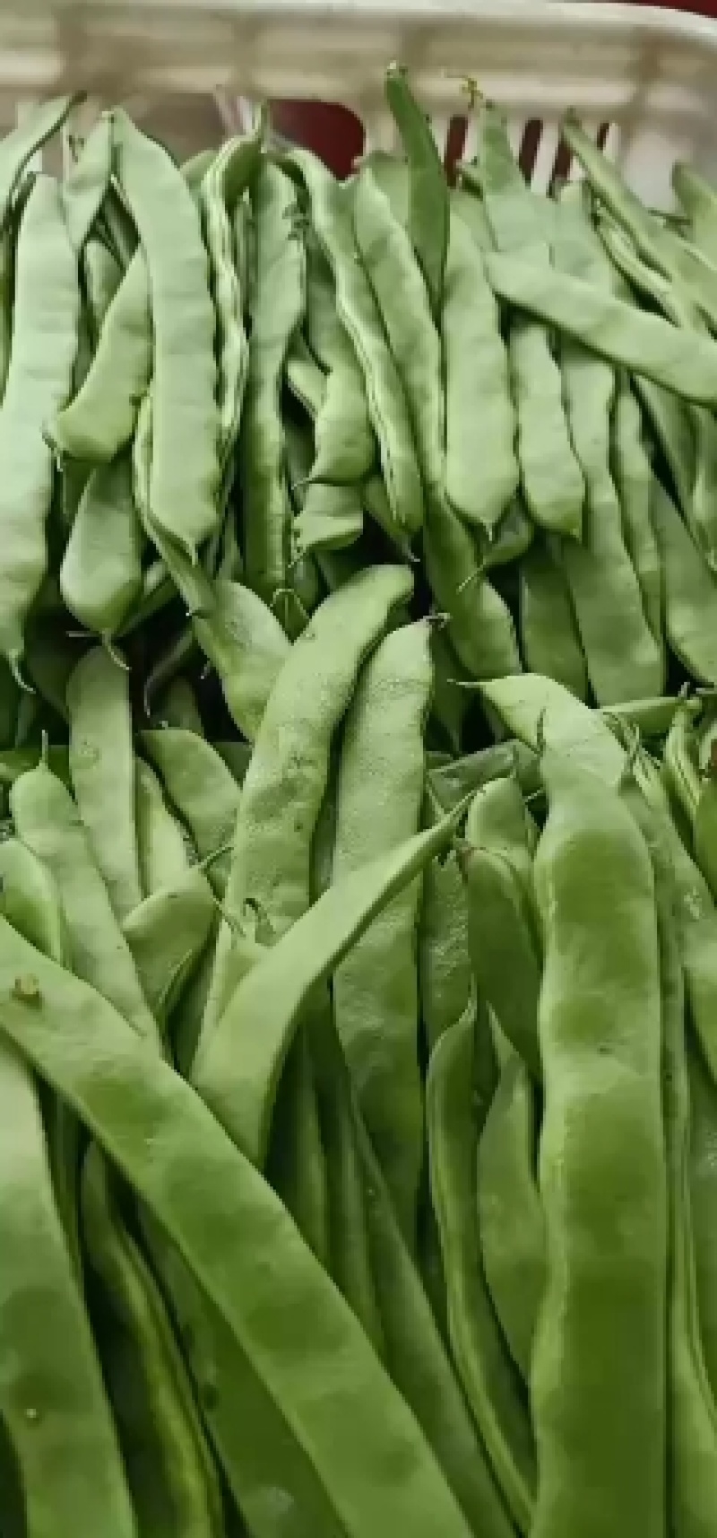 精品大扁豆角下来了，欢迎各地老板前来收购
