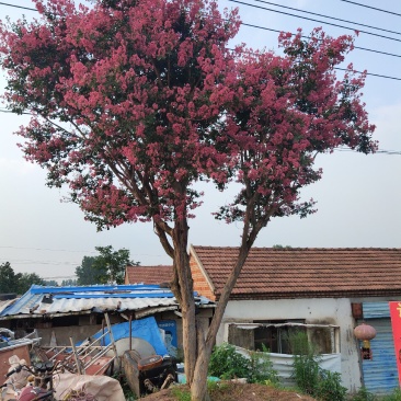 绿化苗木占地拆迁紫薇树苗小苗红火箭