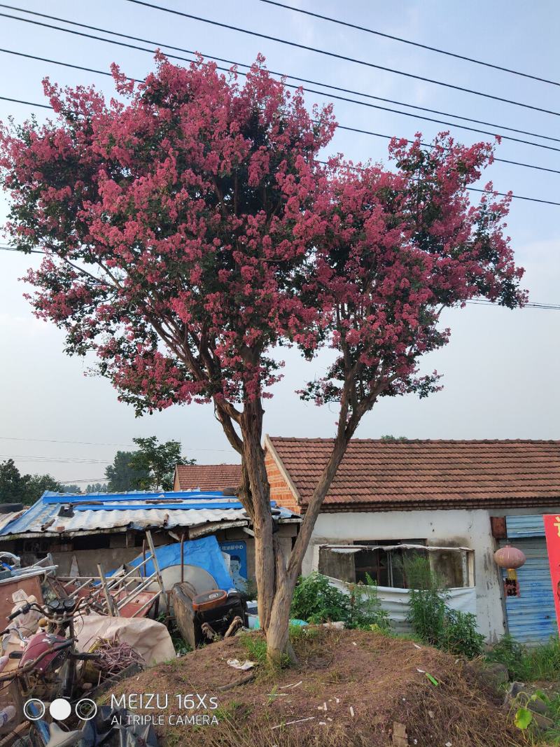 绿化苗木占地拆迁紫薇树苗小苗红火箭