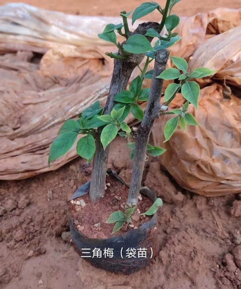 三角梅中国红云南紫色