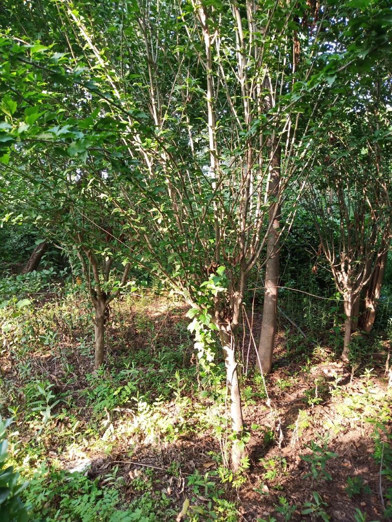 木槿分支点统一，6.....10公分