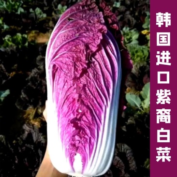 韩国进口紫菜千宝菜精品白菜