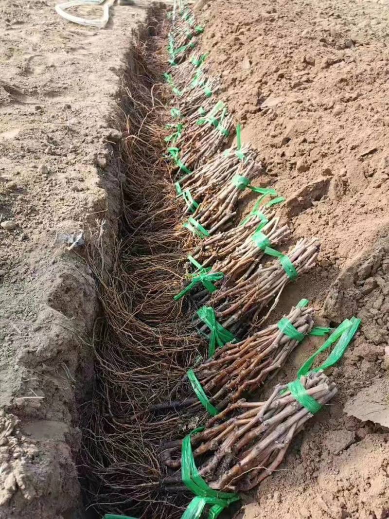 蜜光葡萄苗浪漫红颜葡萄苗普之梦葡萄苗基地