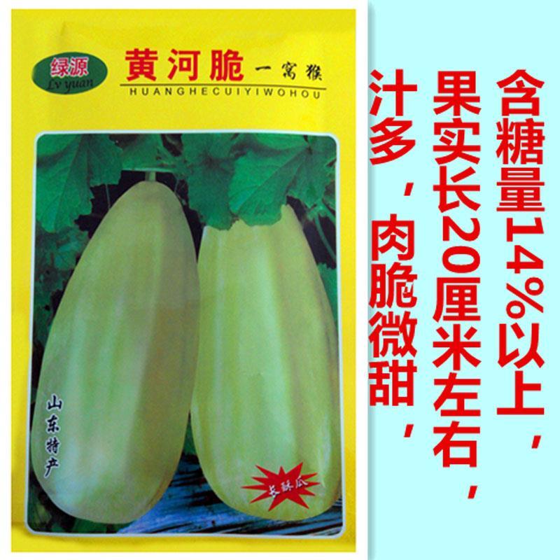 黄河脆精品脆瓜种子高抗品种