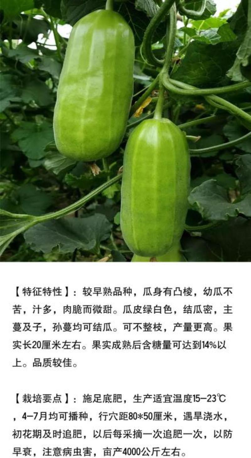 黄河脆精品脆瓜种子高抗品种