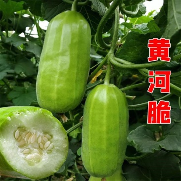 黄河脆精品脆瓜种子高抗品种