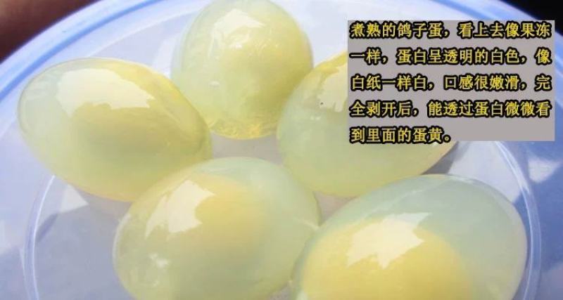 鸽子蛋长期出售一手货源！货源充足！诚信经营！
