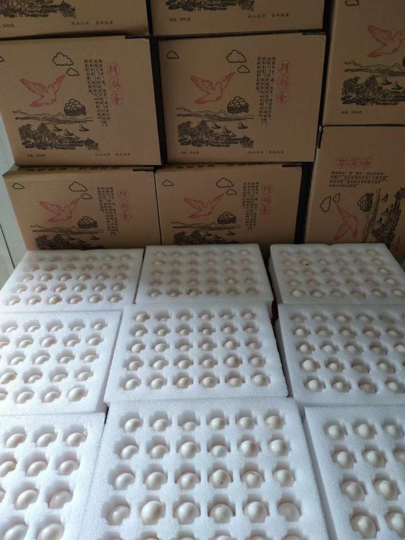 鸽子蛋长期出售一手货源！货源充足！诚信经营！