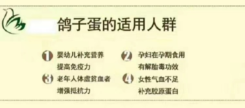 鸽子蛋长期出售一手货源！货源充足！诚信经营！