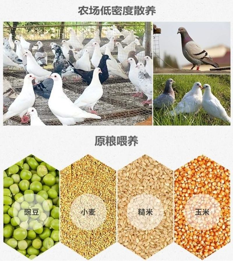 鸽子蛋长期出售一手货源！货源充足！诚信经营！