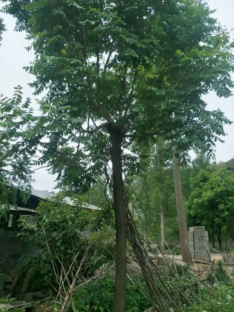 北栾树，8公分到18公分北栾常年供应