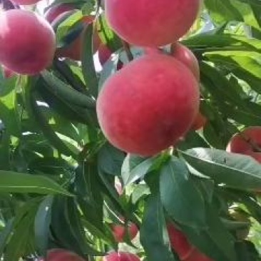 陕西大荔甜毛桃北京八号毛桃