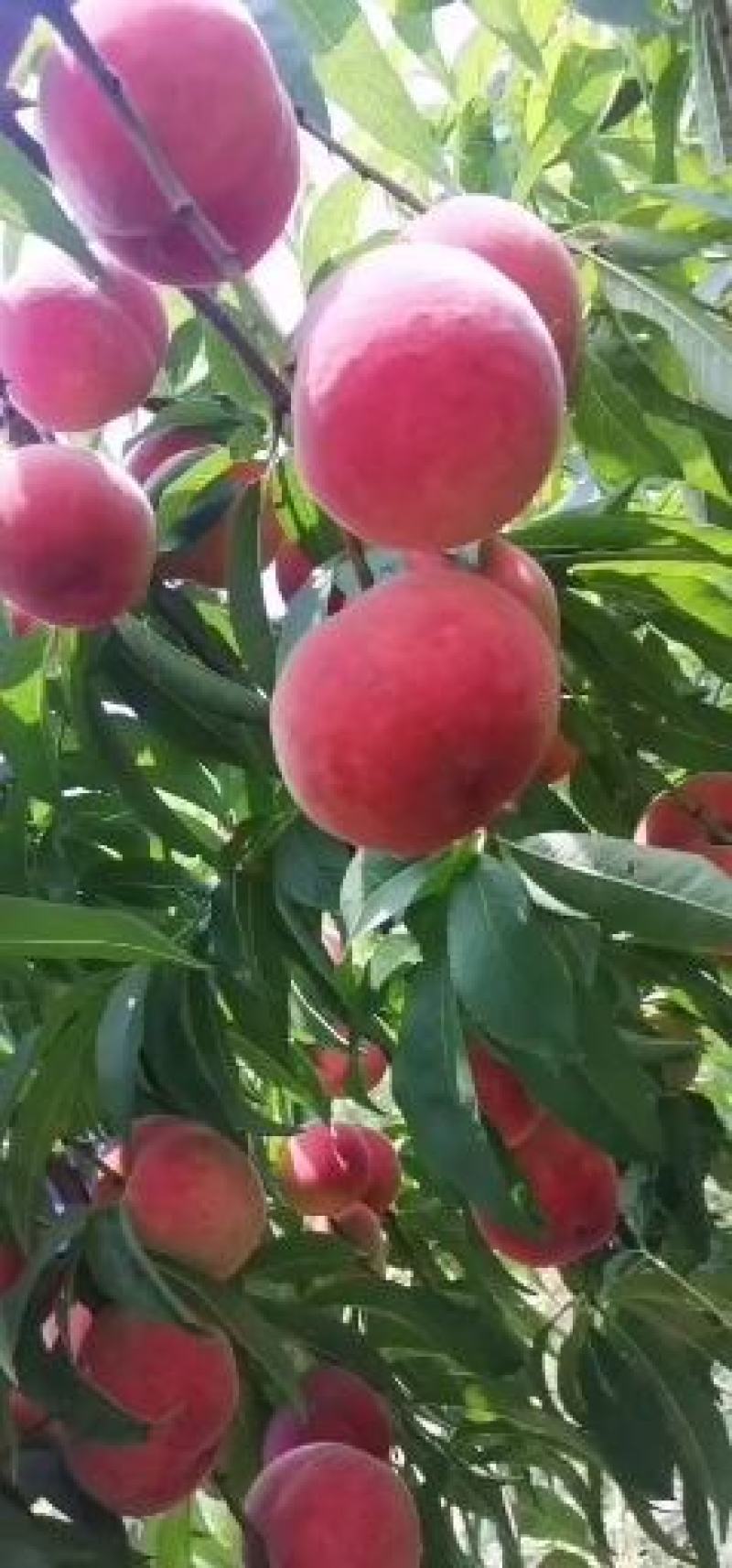 陕西大荔甜毛桃北京八号毛桃