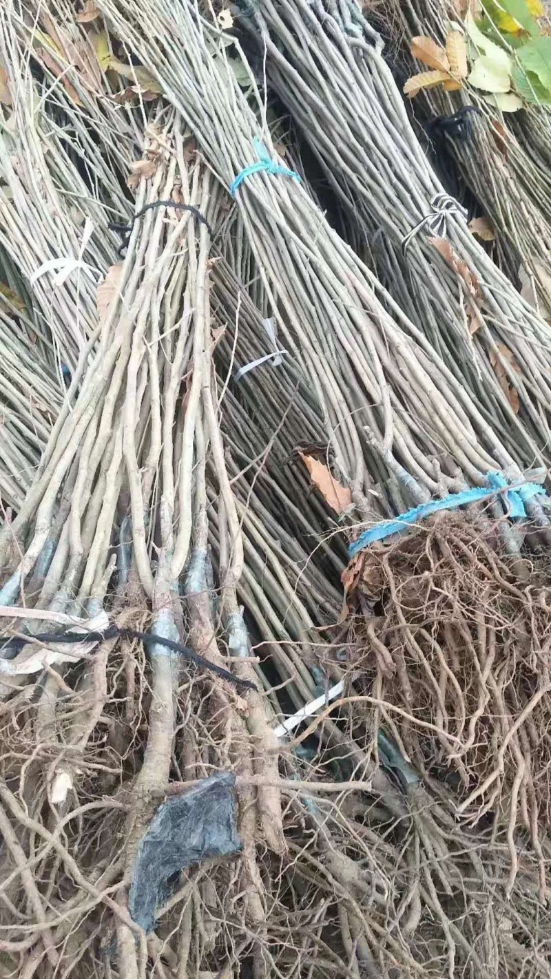 柿子树苗100~150cm水果柿子，即摘即食